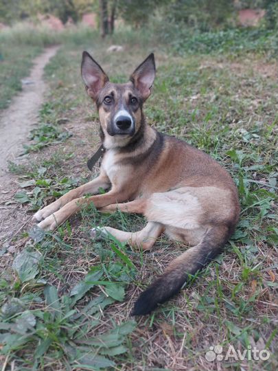 Собака в добрые ручки