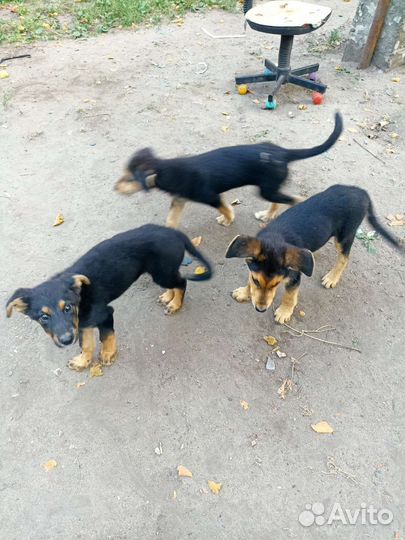 Собаки бесплатно