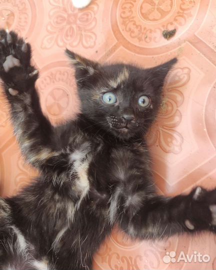 Котята, отдам бесплатно