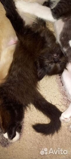 Котята 1 месяц