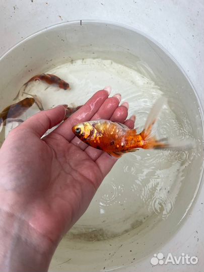 Декоративная рыба (похожа на карпа кои)