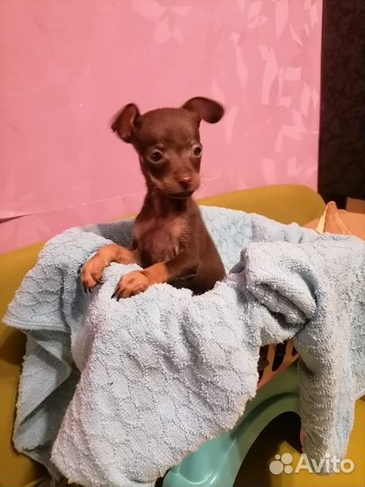 Той-терьер мальчики