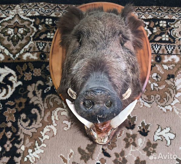 Чучела животных