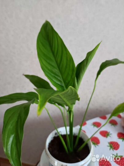 Растение золотой ус, толстянка, Спатифиллум