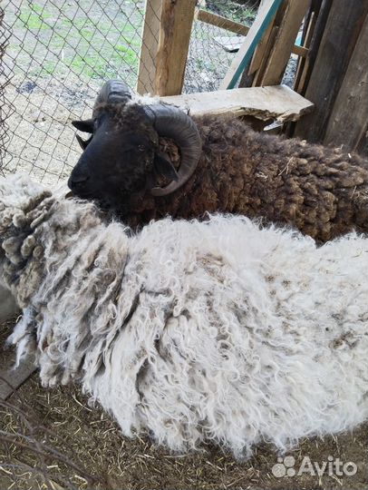 Овцы бараны