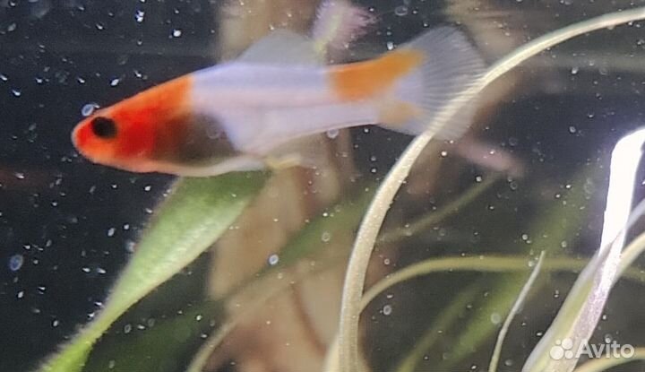 Меченосцы кои