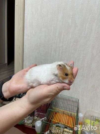 Сирийский хомяк