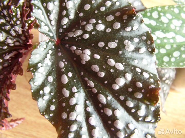 Тростниковые бегонии