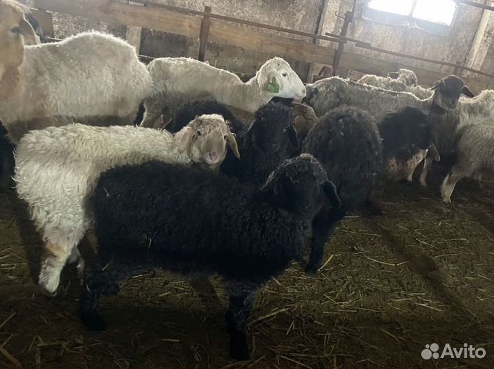 Овцы, ягнята. бараны. Эдельбаи, гиссары