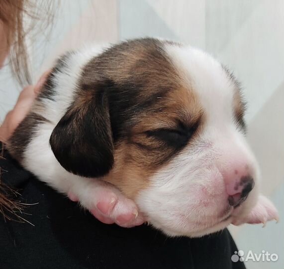 Щенки бигль