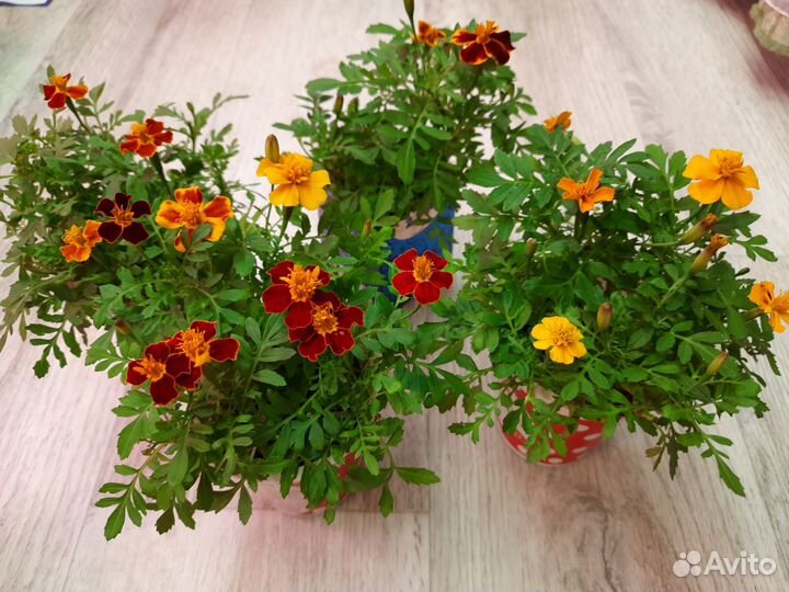 Рассада цветов