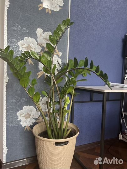 Замиокулькас