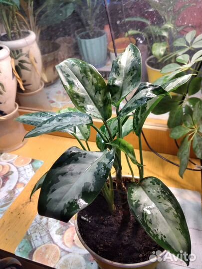 Диффенбахия