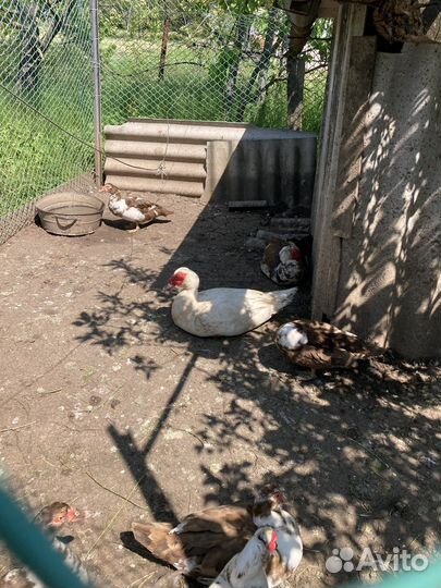 Мускусные индоутки
