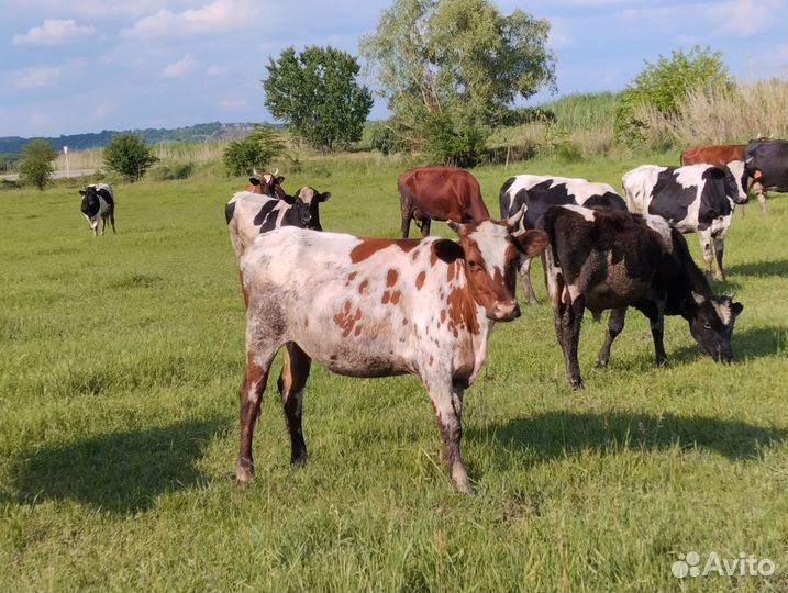 Коровы нетели