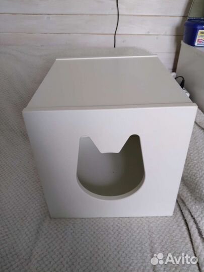 Домашние животные кошки