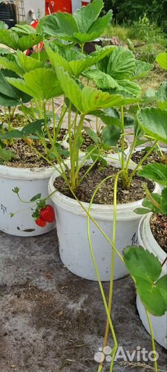 Рассада клубники земляники садовой ремонтантная