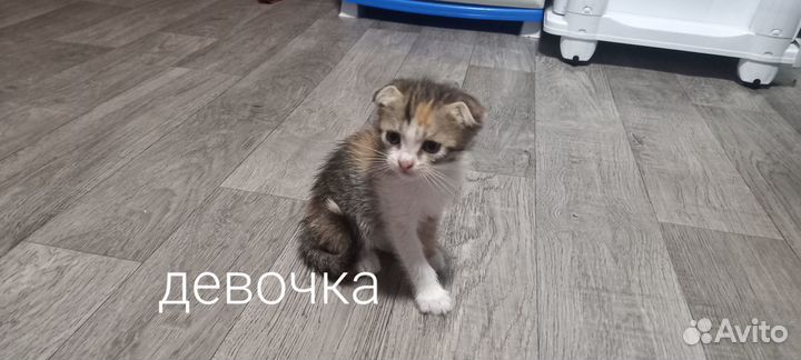 Отдам котят в добрые руки