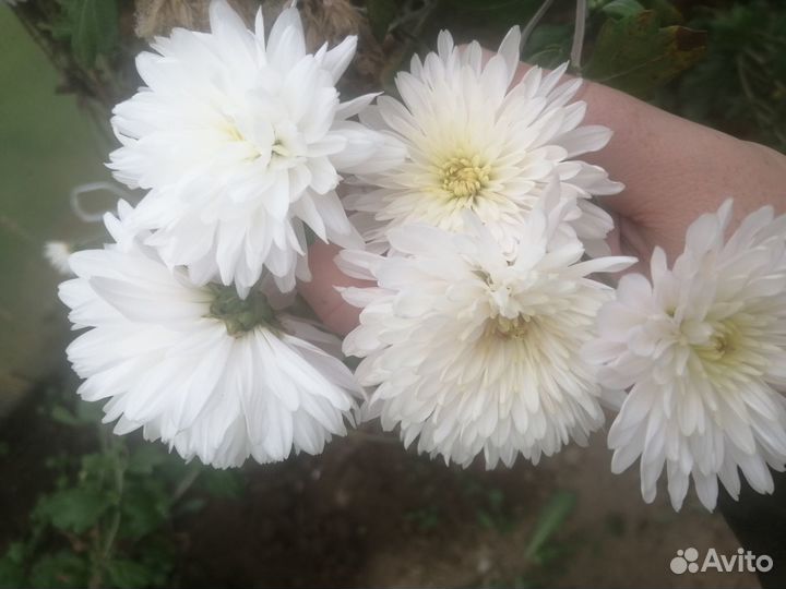 Продаются хризантемы