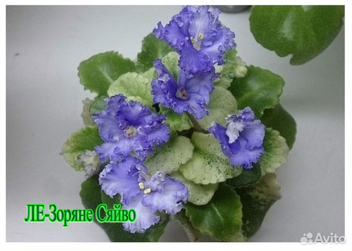 Фиалочки. Детки. Сорта на фото