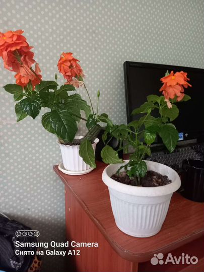 Кроссандра