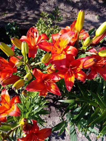 Лилии, лилейник, рудбекия, ромашка, наперстянка