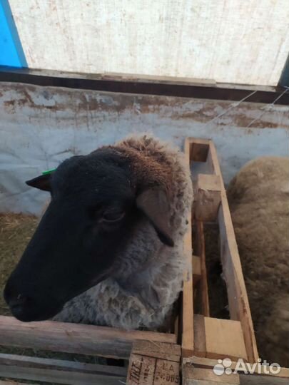 Овцы Суффолк