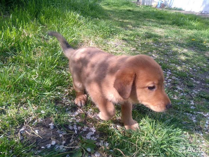 Аля-лабрадор