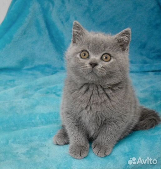 Котята-британцы с документами
