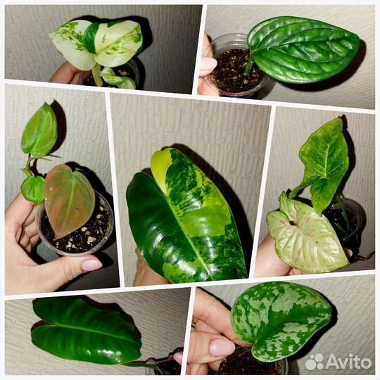 Домашние растения цветы