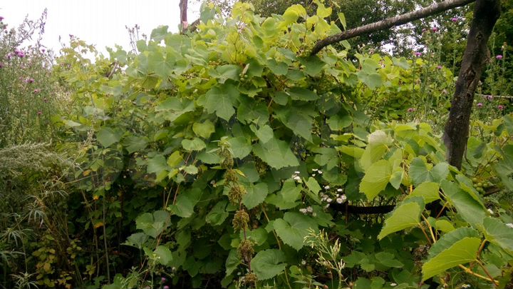 Дача 42 м² на участке 50 сот.