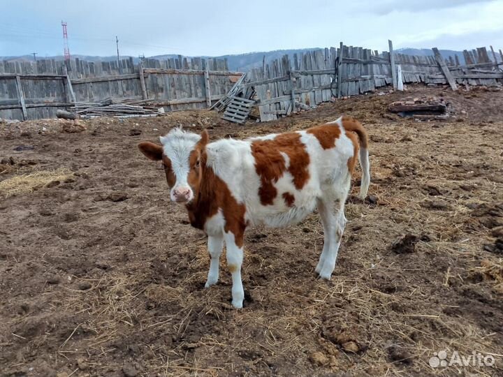 Телки 10 месяцев