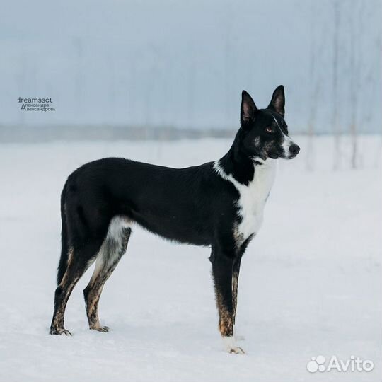 Гончая дворянская