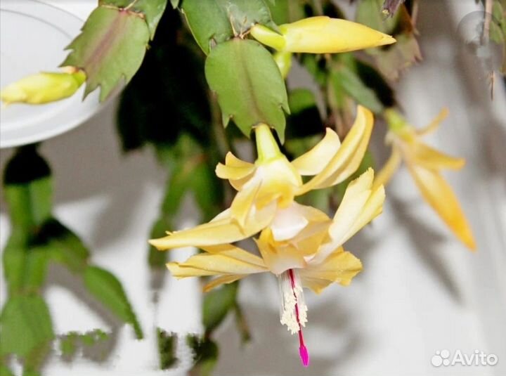 Декабрист шлюмбергера сортовые