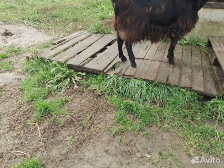 Козы дойные молочные