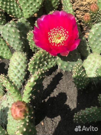 Опунция уличная