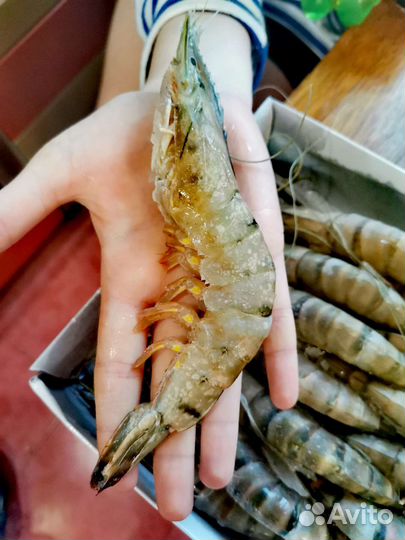 Тигровая чёрная креветка, размер 16/20