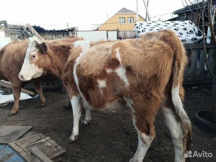 Корова, телка, бык