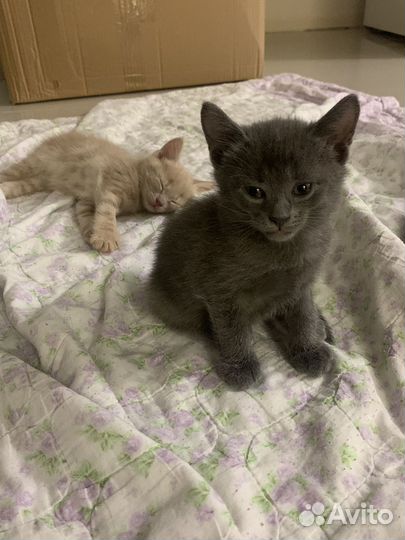 Котята в добрые руки