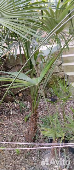 Пальма веерная