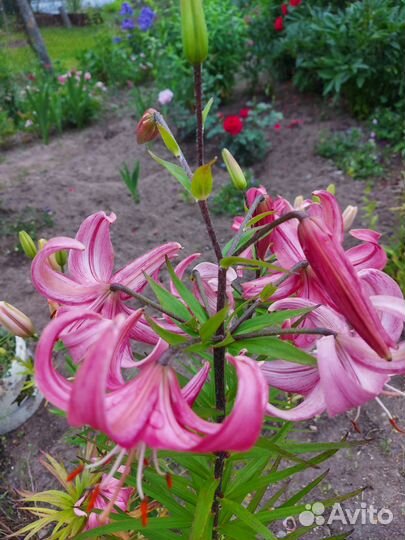 Саженцы лилий