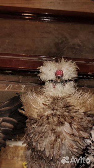 Декоративные(курица + петух) голубое яйцо