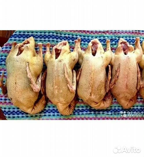 Мясо домашней мускусной утки