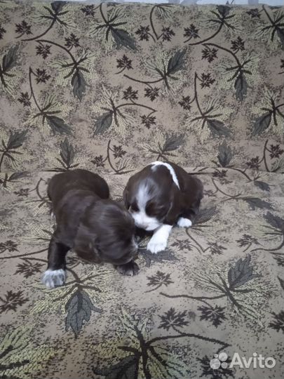 Щенки русского спаниеля