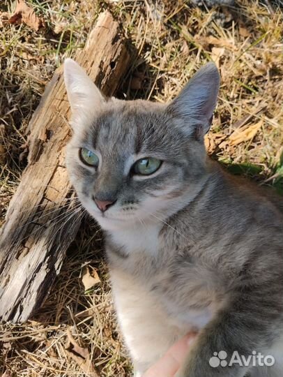 Очень нужен дом