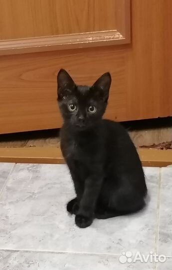 Котята в добрые руки бесплатно