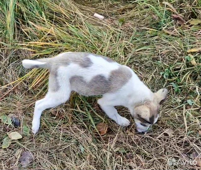 Щенок в добрые руки бесплатно