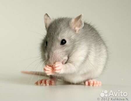 Крыса Голубая