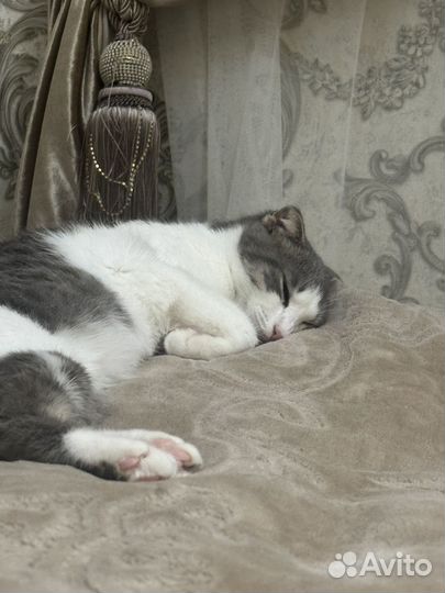 Котята в дар