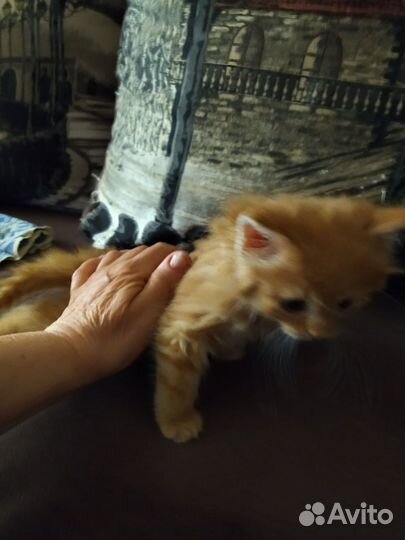 Рыжий котенок